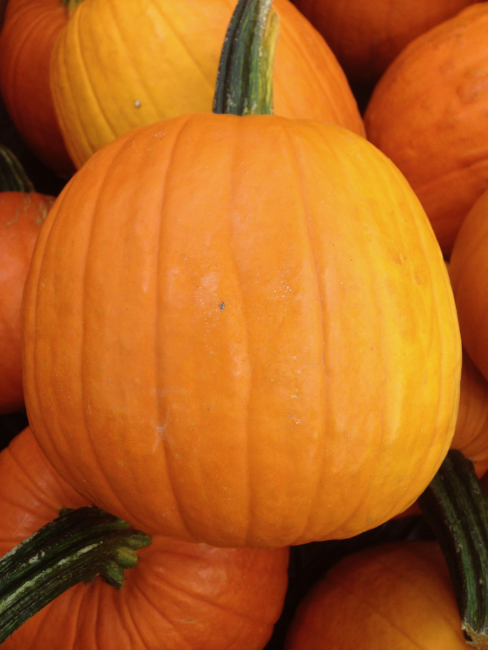 A pie pumpkin from the farmer's market