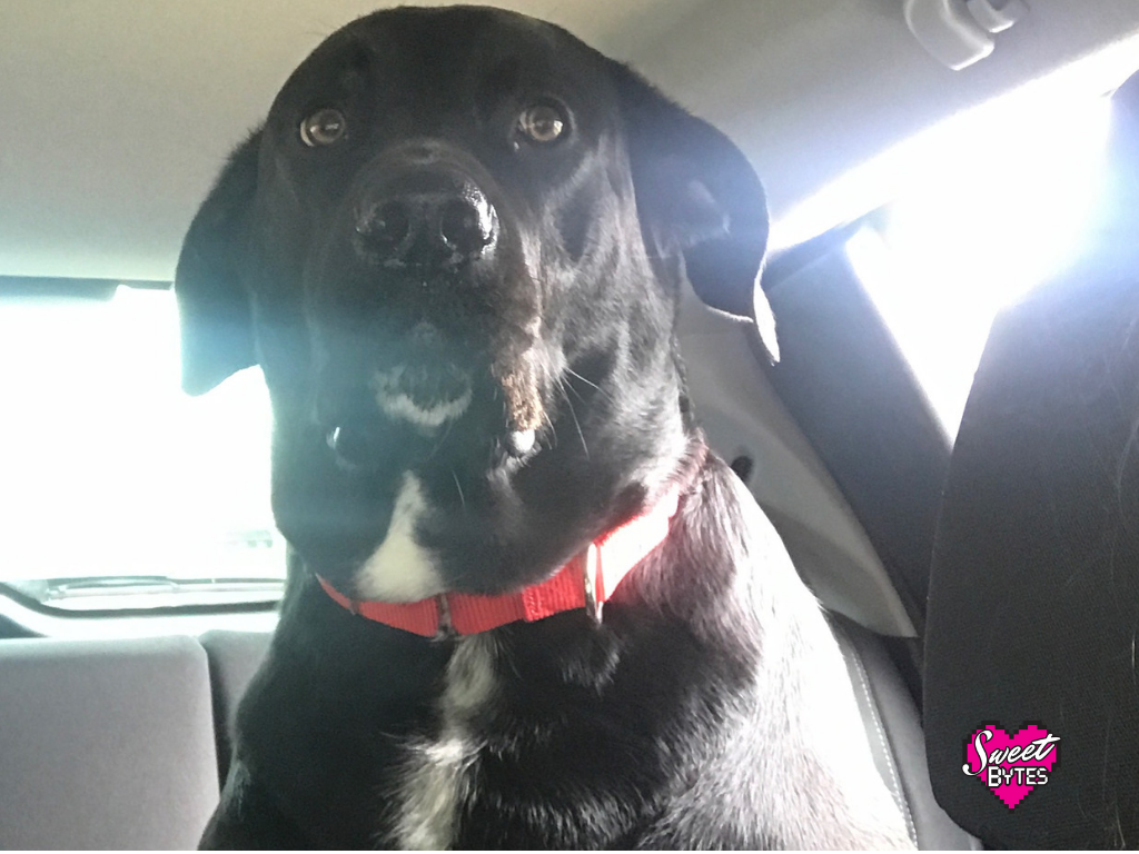 My dog Jack, a black labradane riding in the backseat of my car