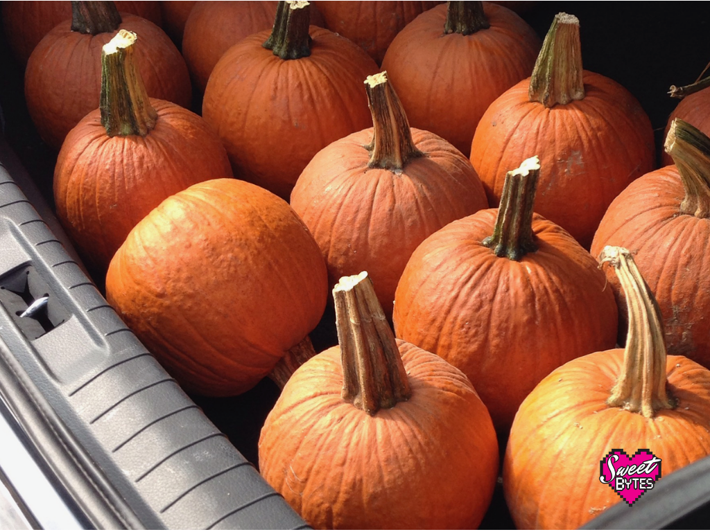 A car trunk full of pie pumpkins 